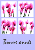 Fleurs roses &eacute;clatantes pour une belle ann&eacute;e